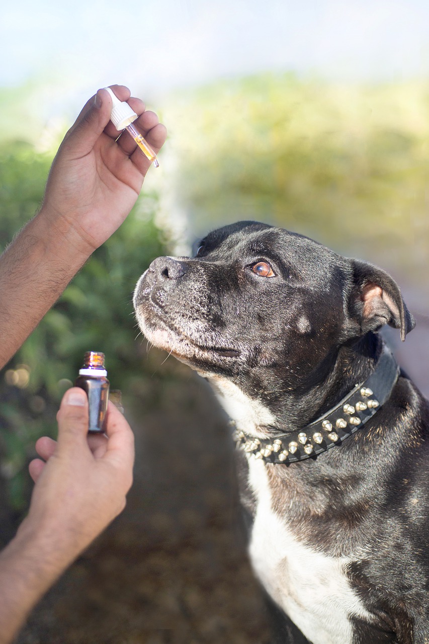 What are the risks of using CBD oil for dogs? 